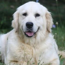 Golden Retrievers from All by grace goldens