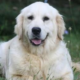 Golden Retrievers from All by grace goldens
