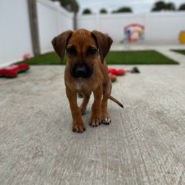 Chihuahua and Rhodesian Ridgeback Puppies from Prestige Chihuahuas & Ridgebacks