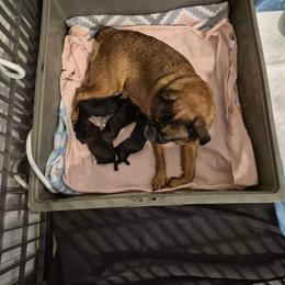 Brussels Griffon Puppies from Brussels and Broodle's and Shiffon's Oh My
