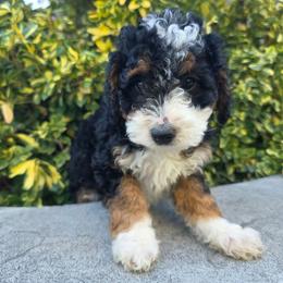 Lucas - Tri-color male Bernedoodle puppy in Blackfoot, Idaho from Draper Mountain Doodles