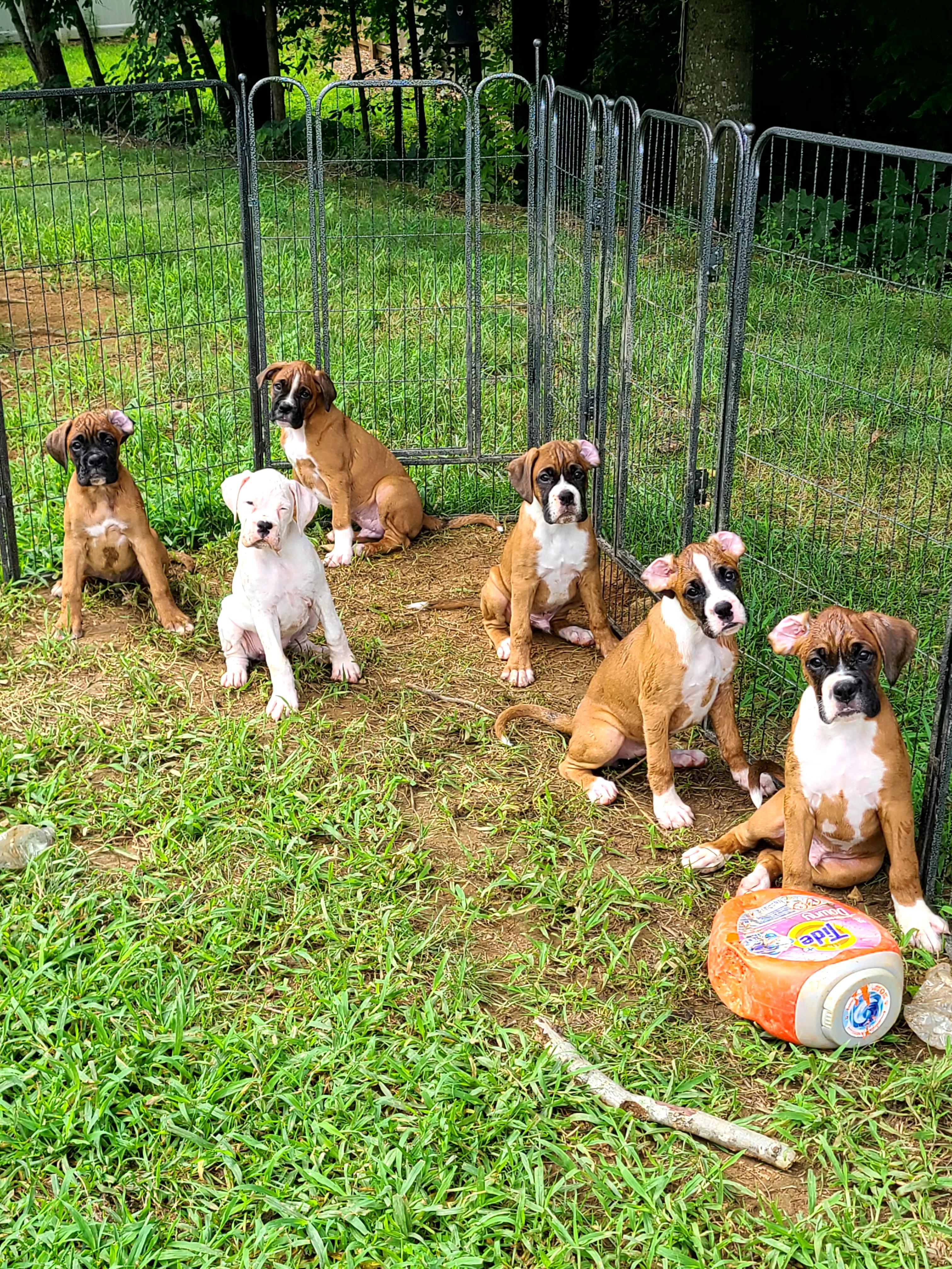 Sergeant Boxers Torres Kennel in Virginia | Boxer puppies | Good Dog