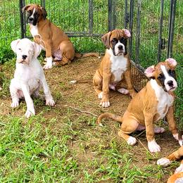 Boxers from Torres Kennel