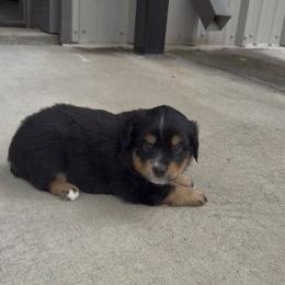 Sparks - Black tri female Miniature Australian Shepherd puppy in Sweeny, Texas from Peach Creek Minis