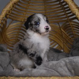 Cosmo - Blue merle male Aussiedoodle puppy in Pomona, California from Socal Aussiedoodles