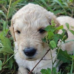 Purple Collar - Cream female Goldendoodle puppy in Willow Springs, Missouri from Todd Family Homestead