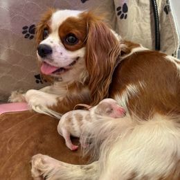 Cavalier King Charles Spaniel Puppies from Sunshine State Cavaliers