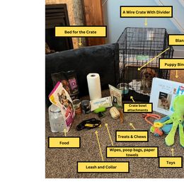 Cavalier King Charles Spaniels from Bella Notte Cavaliers