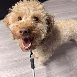 Tiggy - Goldendoodle
