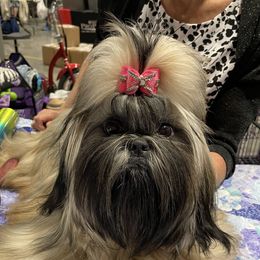 Sushi - Shih Tzu