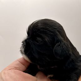 Oreo - Black and white female Shih Tzu puppy in Statesboro, Georgia from Magnolia Small Breeds