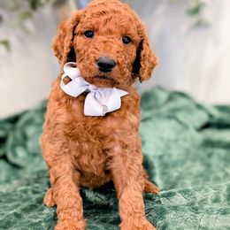 Mr. Gray - Red  male Goldendoodle puppy in Greenwood, Louisiana from GoldenFido