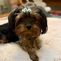Tilly - Yorkshire Terrier