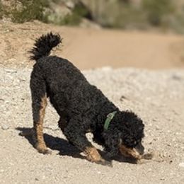 Goldendoodles and Poodles from Arizona Poodle Queen