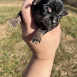 Honos - Black and tan male Chihuahua puppy in Delaplane, Virginia from CMW Interstellar Kennel