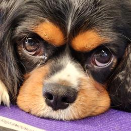 Anthem - Cavalier King Charles Spaniel
