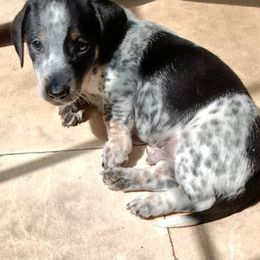 Dachshunds from Meaux's Dachshunds