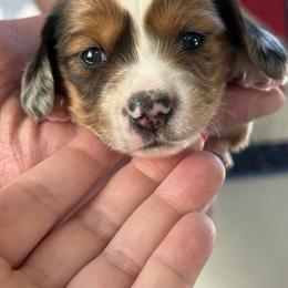 Travis - Dapple male Dachshund puppy in Milo, Missouri from Gillian’s Darling’ Doxies