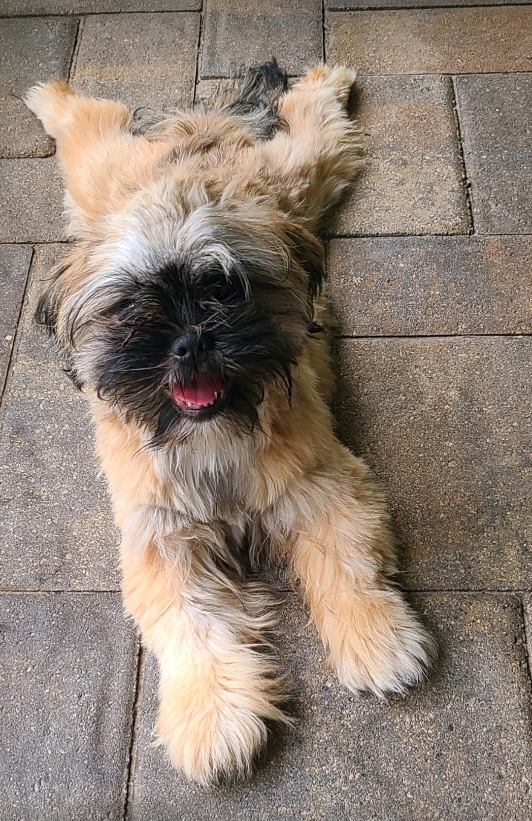 Paiz - Shih Tzu