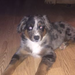 Camo - Miniature American Shepherd