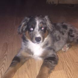 Camo - Miniature American Shepherd