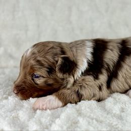 RMF1 - Red merle female Aussiedoodle puppy in Prague, Oklahoma from Classic K9’s  Aussies & Doodles