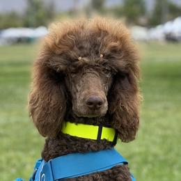 Poodles from HD Poodles