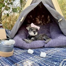 Miniature Schnauzer Puppies from Schnauzers on Robinson Lane
