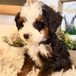 Grant - Tri-color male Bernedoodle puppy in Saint Francis, Kansas from Land of Oz Doodles