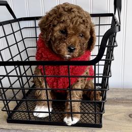 Bernedoodle, Cavapoo, Goldendoodle, and Poodle Puppies from Gypsi Doodles & Poodles