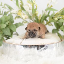Arnold -FULL AKC REGISTRATION- - Red male Shiba Inu puppy in Neosho, Missouri from Kenny Cave K9s