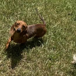 Reba - Dachshund