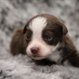 Blue-Eyed Red Tri Female 2 - Red tri female Toy Australian Shepherd puppy in Leighton, Alabama from Isbell Land & Livestock, LLC