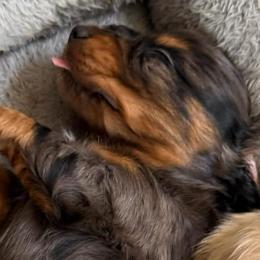 Baby - Dapple female Dachshund puppy in Fort Worth, Texas from Louis' Litters