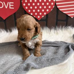 Peter - Red  male Goldendoodle puppy in Huntington, Utah from Krispydoodle