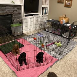 Cockapoo Puppies from Coco's Cocopuffs