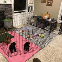 Cockapoo Puppies from Coco's Cocopuffs