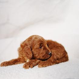 Black collar - Red  male Goldendoodle puppy in Spokane, Washington from Doodle Love