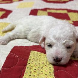Taco - black collar - White male Bichon Frise puppy in 63101 (St. Louis Metro Area), Missouri from BichonSTL
