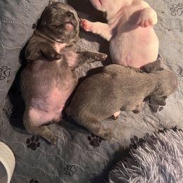 French Bulldog Puppies from Rockstar Kennel