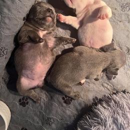 French Bulldog Puppies from Rockstar Kennel