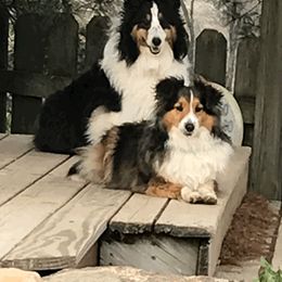 Shetland Sheepdog Puppies from Myers Horse Farms, Inc