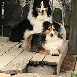 Shetland Sheepdog Puppies from Myers Horse Farms, Inc