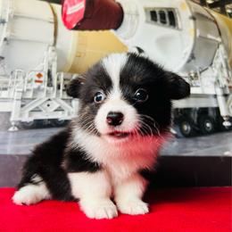 Hera - Black and white female American Corgi puppy in Cocoa, Florida from Cascadian Space Coast Corgis LLC
