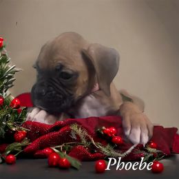 Boxer Puppies from Kristi Kenny