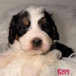 Kiss - Tri-color female Bernedoodle puppy in Beecher, Illinois from Erica’s Doodles