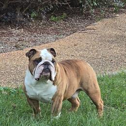 Jack - Bulldog
