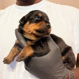 Green - Black and rust female Rottweiler puppy in Oakland, Tennessee from House of Blu