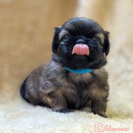 Blue collar - Red sable male Pekingese puppy in Conroe, Texas from SFLK
