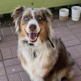 Australian Shepherd Puppies from Page Family Homestead